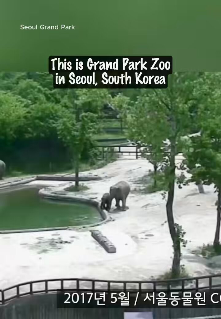 Filmed at Grand Park Zoo in Seoul, South Korea, a mother and aunt rush in after a calf slips into the water, while another nearby elephant also reacts, showing elephants’ strong family bonds.