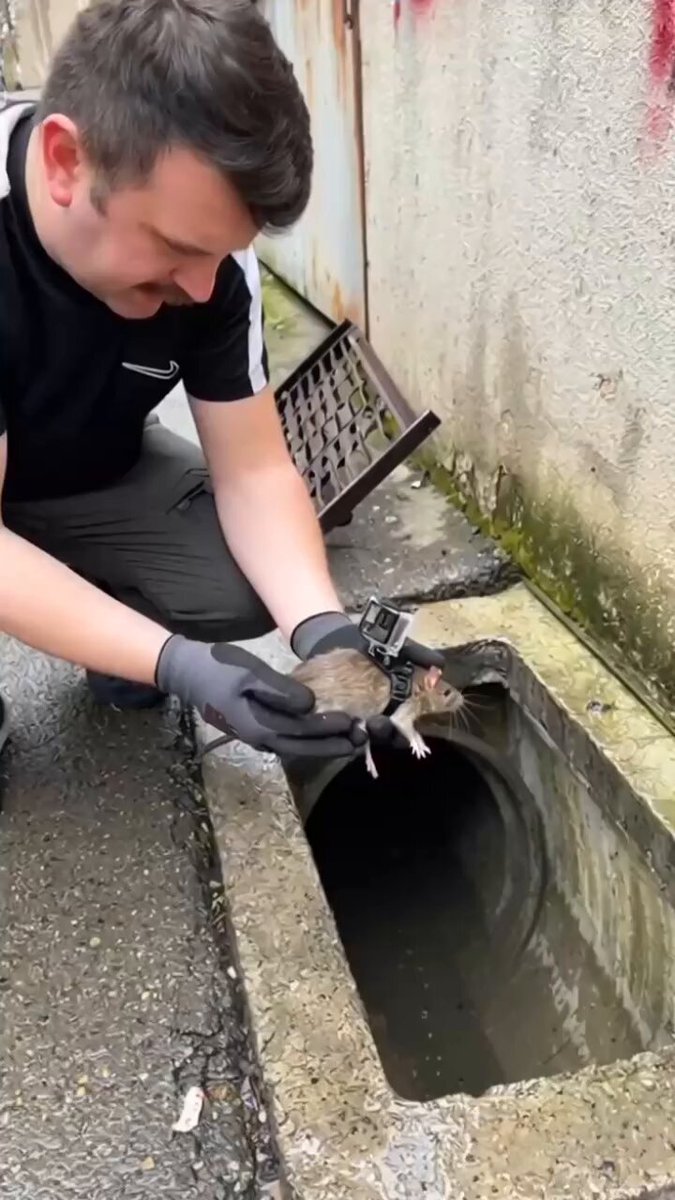UN MEC ÉQUIPE UN RAT 🐀 D’ÉGOUT D’UNE CAMÉRA GO-PRO C’est mignon… jusqu’à ce que tu réalises que ces bestioles vivent littéralement sous tes pieds et pourraient débarquer chez toi par les WC