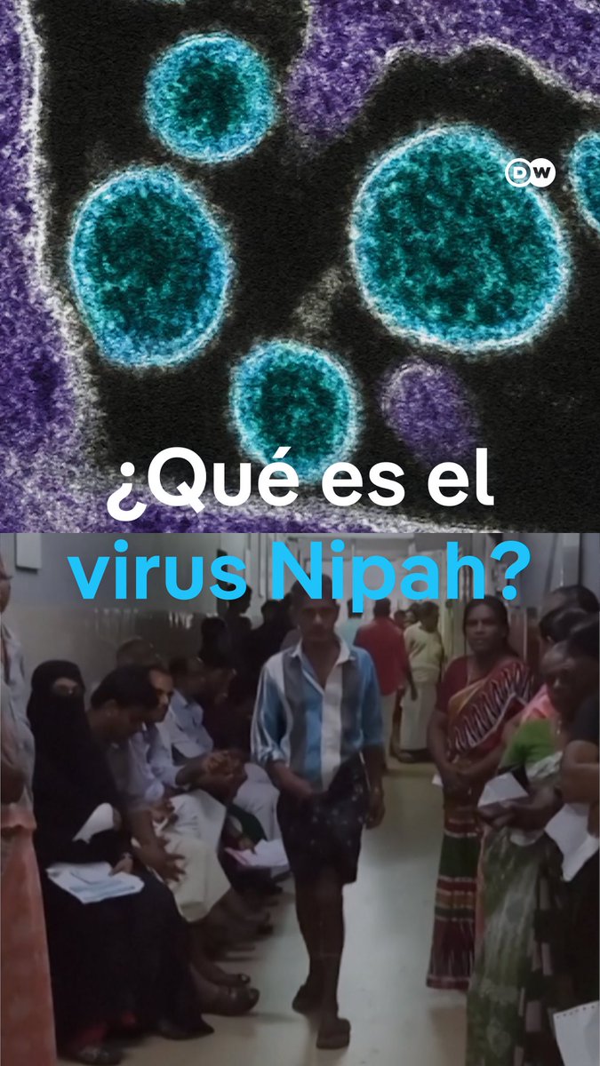 🚨 | ¿Qué es el virus Nipah que ha surgido en Asia y por qué es tan peligroso?