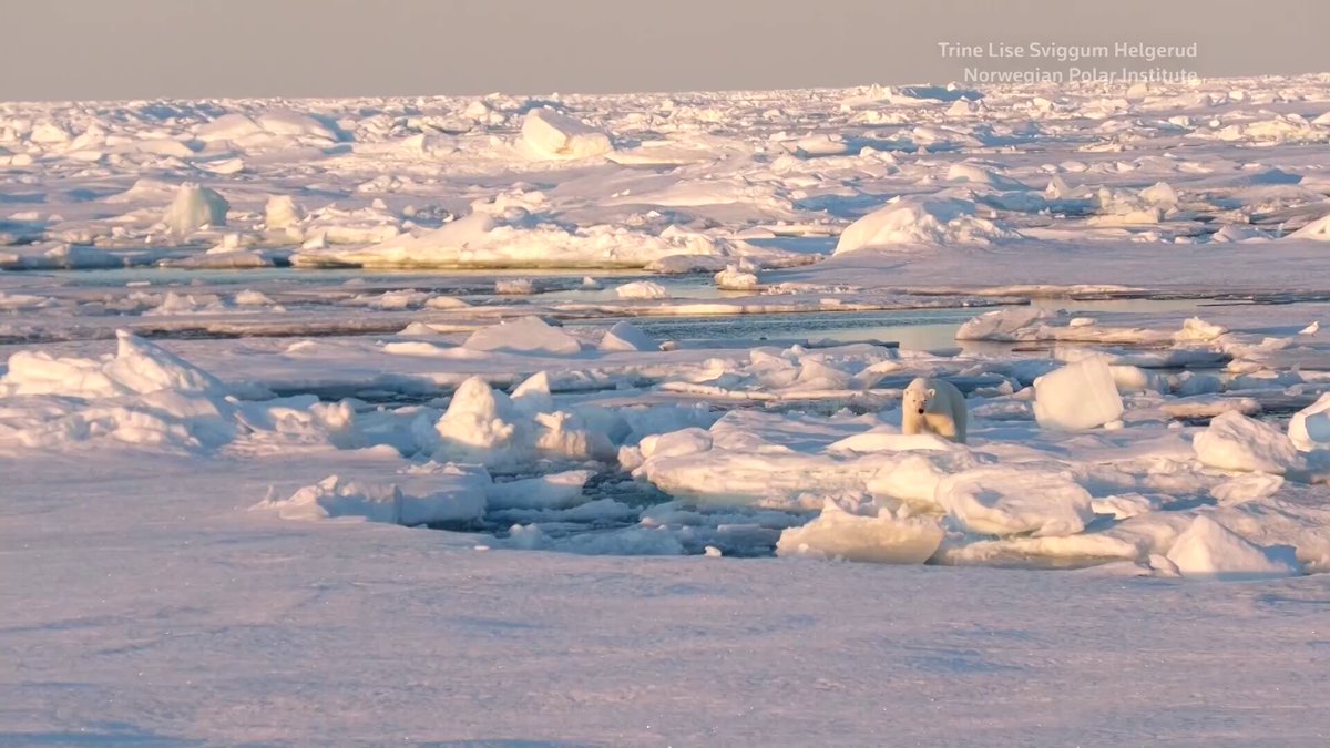 Adult polar bears around Norway's Svalbard archipelago have become fatter over the past two decades even as Arctic sea ice has shrunk, according to a new study