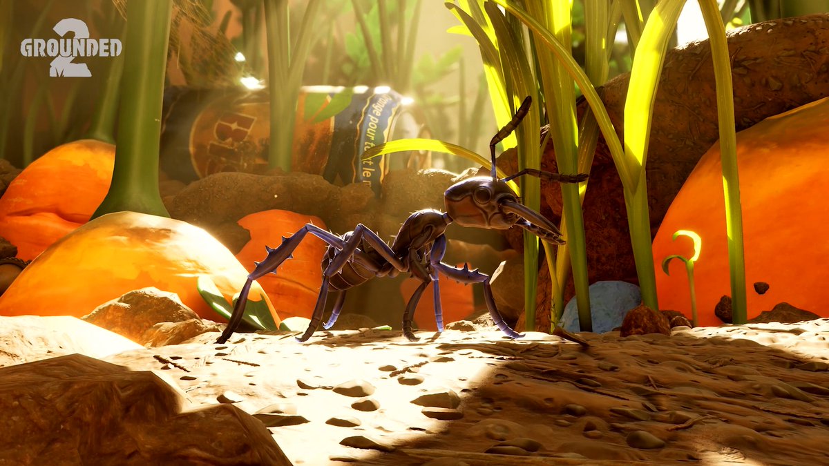 Here’s an old neighbor! Though, the Black Soldier Ant has been feeling… a bit sour as of late.