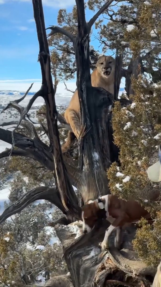 Hounds aren’t just for finding mountain lions. They’re a wildlife management tool that helps identify a specific cat and make a selective decision where conflicts are increasing. Video: Lost Creek Outfitters