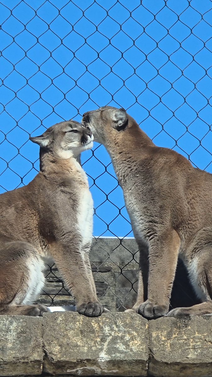 A certified purrfect snow day for puma siblings Olympia and Elbroch 😁❄️ Pumas inhabit the largest geographical region of any other cat in the world. They can be found from Alaska all the way down to Chile.