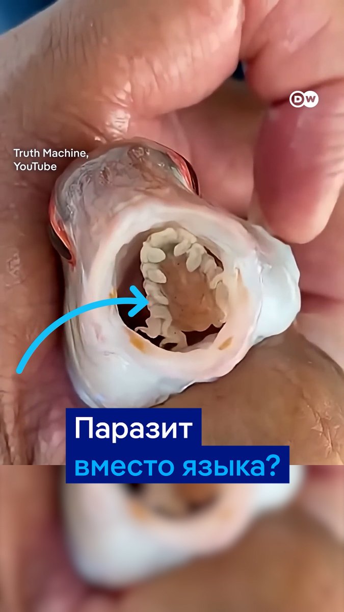 Вашему вниманию - языковая мокрица. Этот паразит буквально убивает язык рыбы и занимает его место. Противно, но ничего не поделаешь. Паразиты помогают контролировать численность популяций и поддерживать стабильность экосистем #dwscience #dwhealth