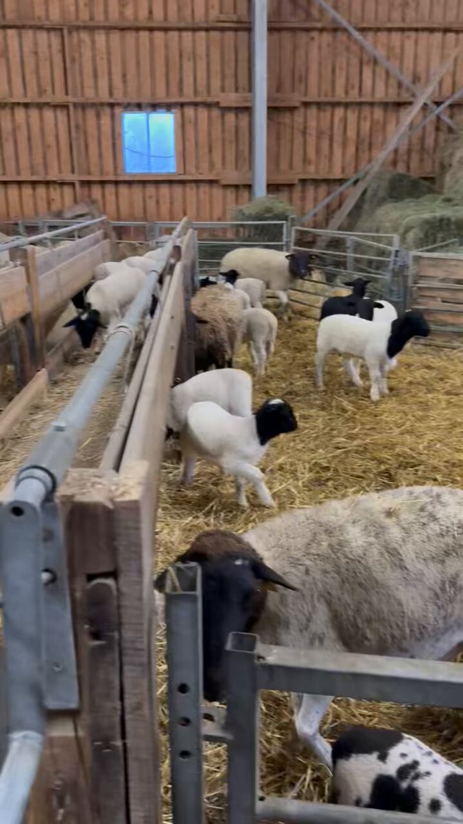 So sieht es aus wenn ich am Morgen in den Stall komme. Alles aufgefuttert, in den Futterraufen sind nur noch Reste die nicht fressbar sind. Einige Lämmer toben in den Raufen. Dann kommen 2 Stunden Arbeit, mit Stroh einstreuen, Raufen fegen, Getreide füttern, Heulage auffüllen.