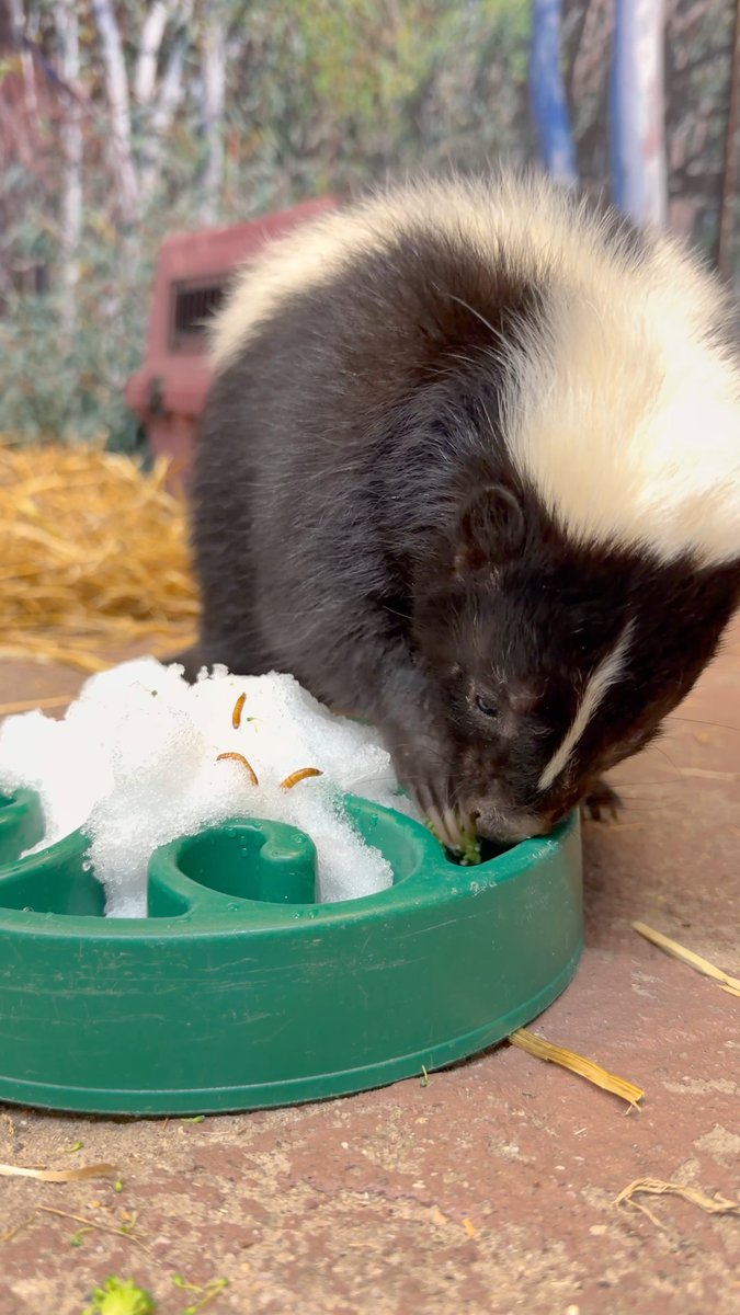 A little snow won’t slow Violet down! Skunks have an excellent sense of smell and rely on it for foraging, which makes enrichment like puzzle feeders a favorite activity 🥦