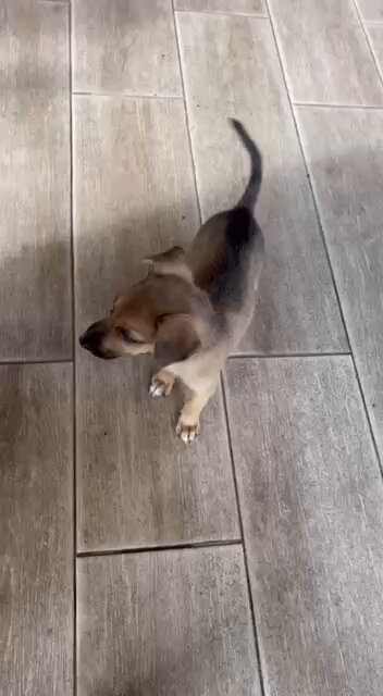 I am feeding Jimmy bacon