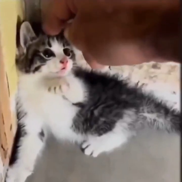 Başı okşanan yavru kedi, ilk defa sevildiğini hissediyor.