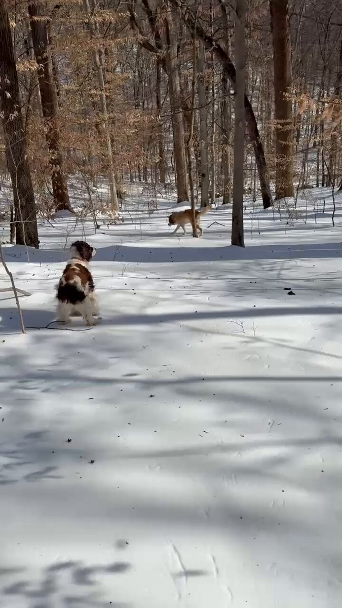 This is why Pippa thinks this is mean ice in snow’s clothing.