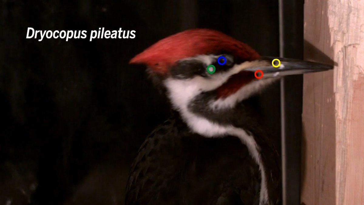 Hammer a nail into a tree, and it will get stuck. So why doesn't the same thing happen to the sharp beaks of woodpeckers? Scientists may finally have the answer. In a 2021 study, researchers took high-speed videos of two black woodpeckers pecking away at hardwood trunks in zoos and analyzed them frame by frame to see how the head and beak moved throughout each peck. The bird's secret: an ability to move its upper and lower beaks independently, the team reports. Learn more: #ScienceMagArchives