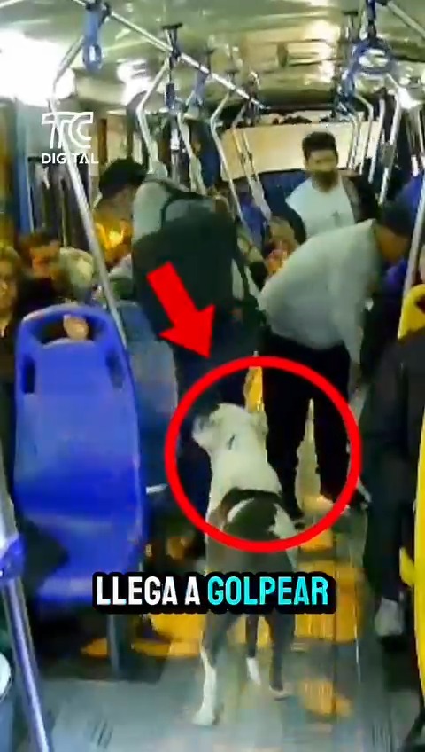 Otra vez roban en un bus en Quito: un perro y cuatro pillos fueron grabados. Los delincuentes usaron al can como distracción y robaron en solo un minuto. @elainesanchezvalle #ElNoticiero #TrabajandoporEcuador