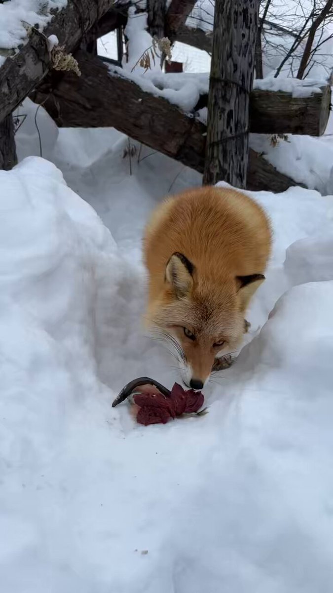 先週のキタキツネのなる🦊 #旭山動物園 #asahiyamazoo #キタキツネ #なる #北海道小動物コーナー