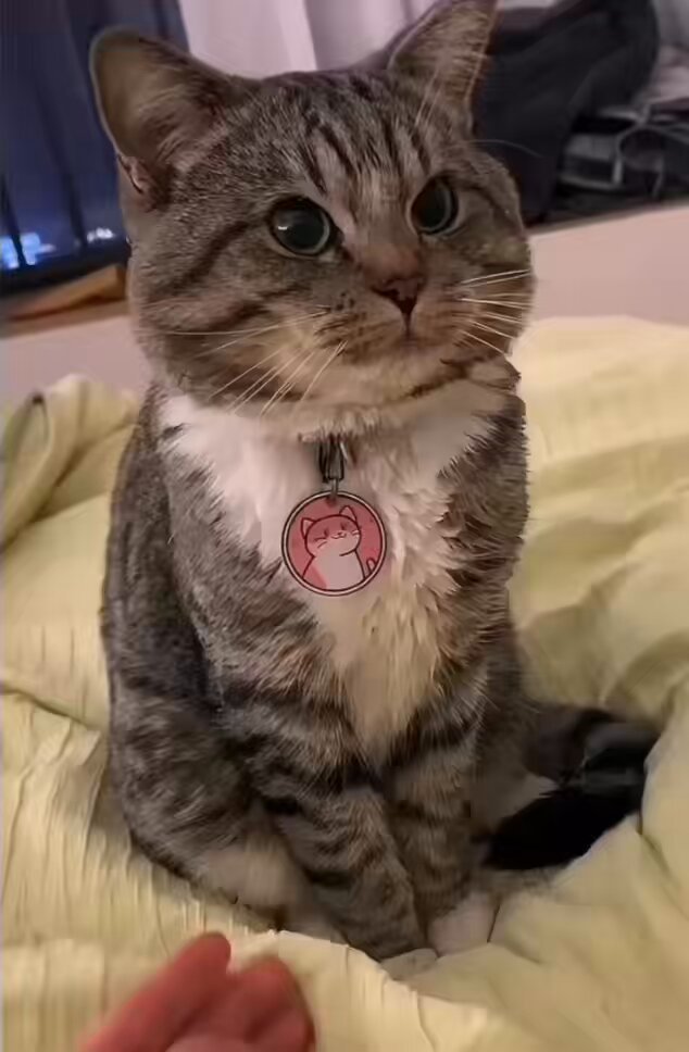 No hooman no touchy touchy 😹