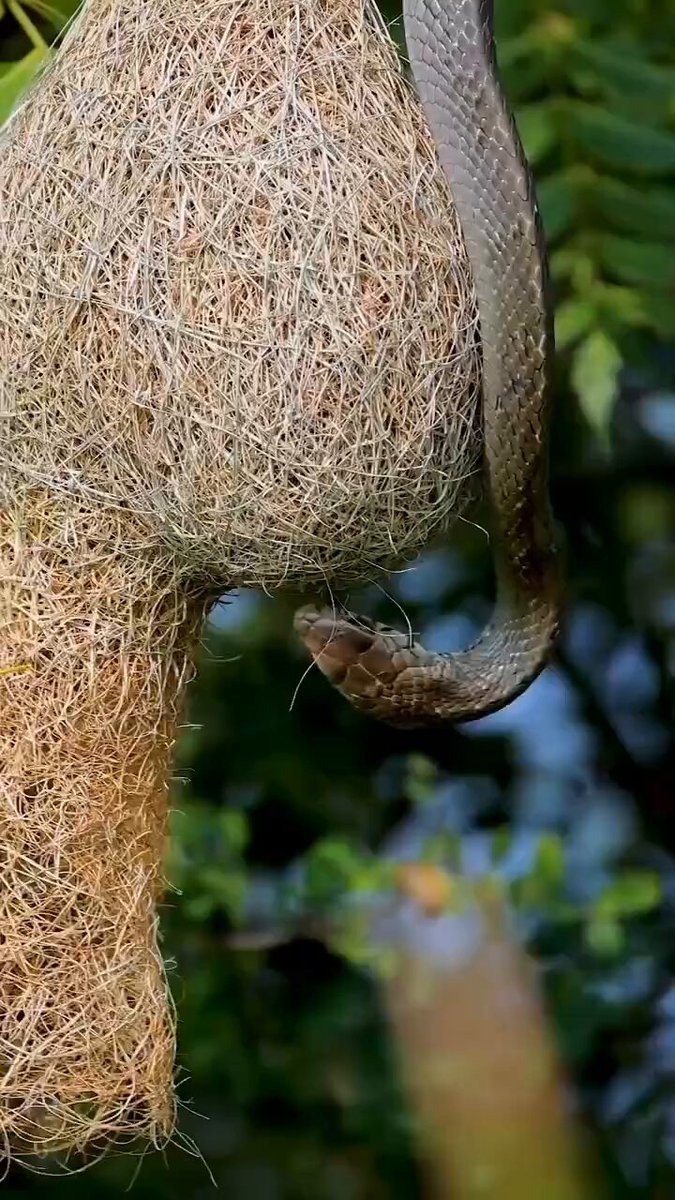 Baya weavers have evolved to build nests with an ‘understanding’ of snake biology The entrance tube points down, while the nest chamber sits above it. To reach the eggs, a snake would have to crawl upwards with no solid surface to push against