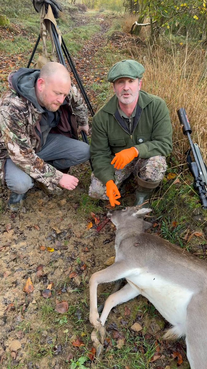 Mike Robinson and Jon get busy culling Fallow to fill the freezer for the HMS Victory banquet and NFL Hall of Fame hunter Matt Light shows his sausage making skills. Farming The Wild / MONDAY AT 7 PM ET. #FindYourAdventure #outdoors #hunting #deer #deerhunting #fallowdeer #nfl