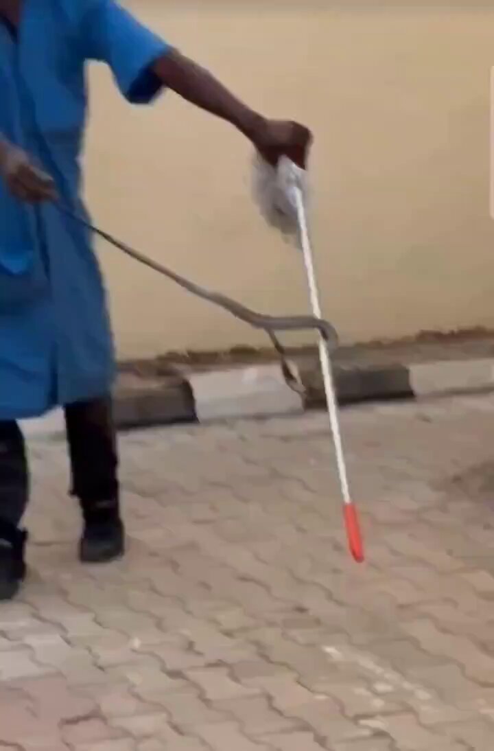 Fast-rising Nigerian vocalist, Ifunanya NANYAH, who went viral for singing the UEFA Champions League anthem, has passed away after being bitten by a vénómous snàke at her home.
