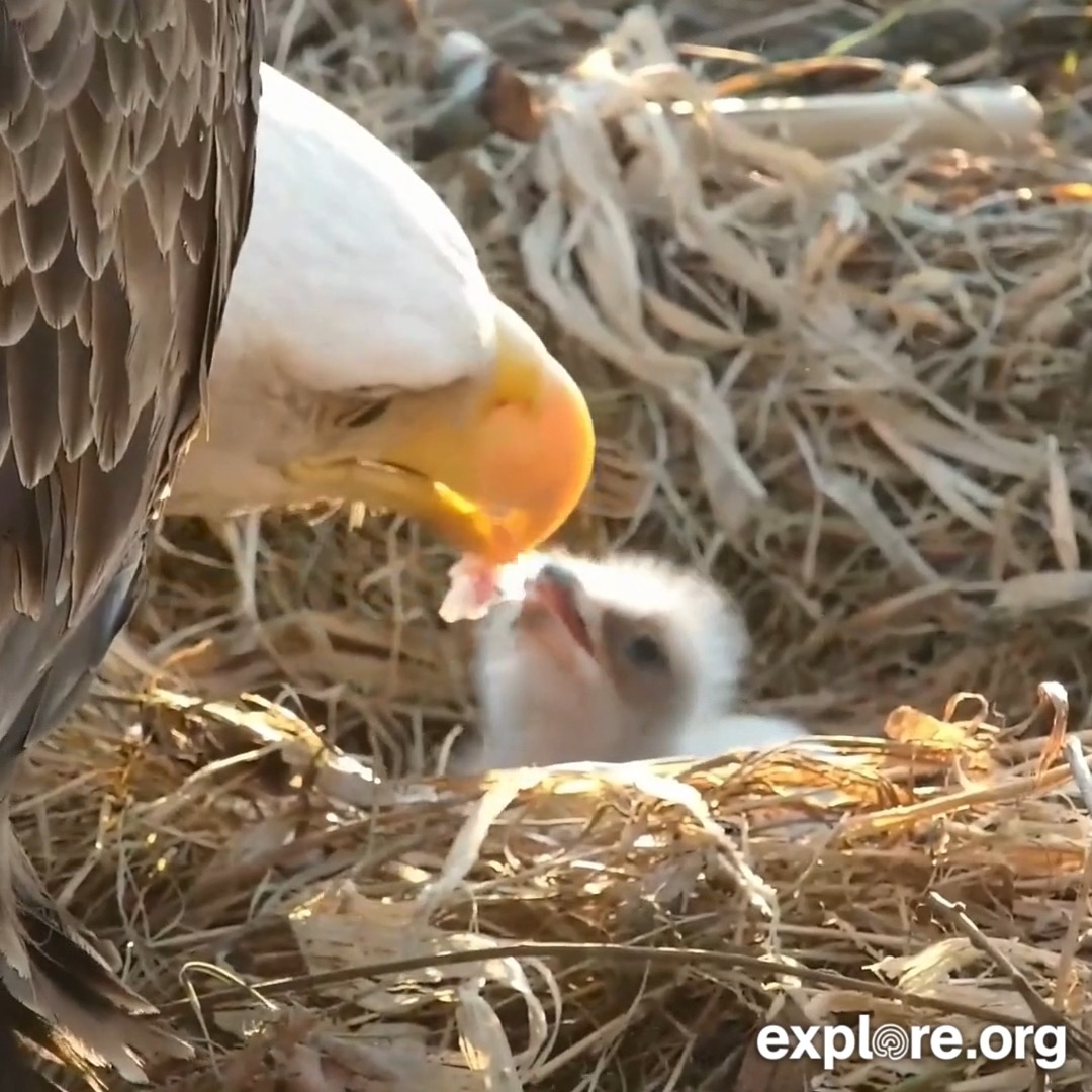 Tell us honestly: do you prefer to watch live cams all day, or just the highlights at the end of the day?