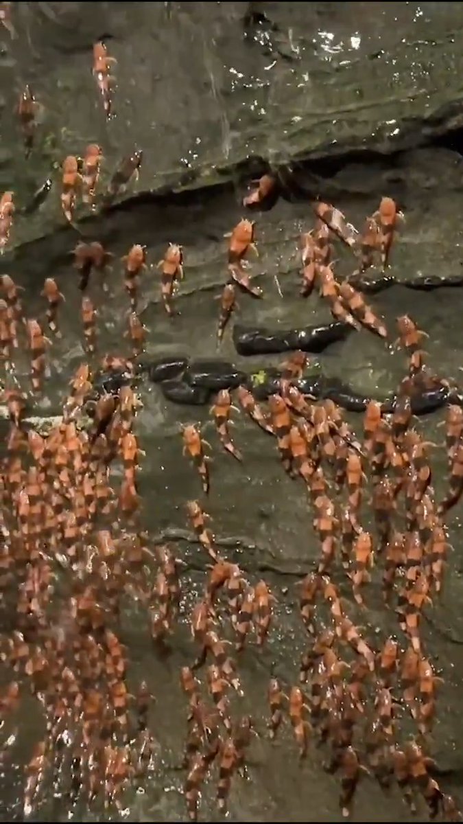 In November 2024, environmental police in Rochedo, Brazil, stumbled on an unexpected sight: thousands of orange-and-black bumblebee catfish scaling the slippery rocks behind waterfalls on the Aquidauana River. A week later, a team of Brazilian scientists arrived to document the unprecedented event, detailing their findings. These videos provide rare insight into the lives and migrations of these little-studied catfish, the authors said. This genus of small South American fish, which inhabits the rocky bottoms of fast-flowing streams, only became known to science in 2017. Learn more: