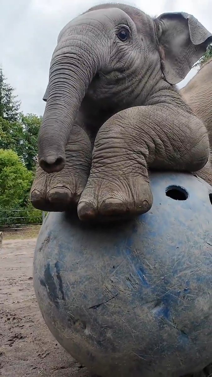 Happy birthday Tula-Tu! This petite party pachyderm is 1 today 🩷