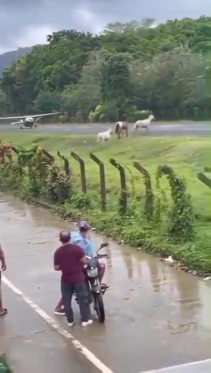 Horses decided it was a good time to go on the runway at the Narcisa Navas de Capurgana Airport (CPB) in Colombia as a plane was landing yesterday ✈️ The pilot saved them for sure... 🐎 Fly accordingly... #rural #colombia #horses #CPB #close #cocaine