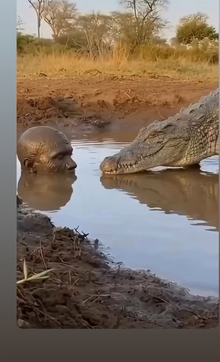 A crocodile was staring at a man half-submerged in the lake. When the man suddenly lifted his head, the crocodile panicked and backed away. 🐊 😳