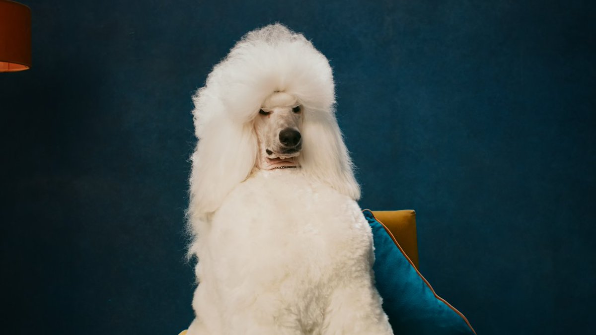 Dogs, dogs, and more dogs — now in Apple Immersive. Experience the drama and glamor of the world’s biggest dog show with the new two-part doguseries, Top Dogs. Only on #AppleVisionPro.