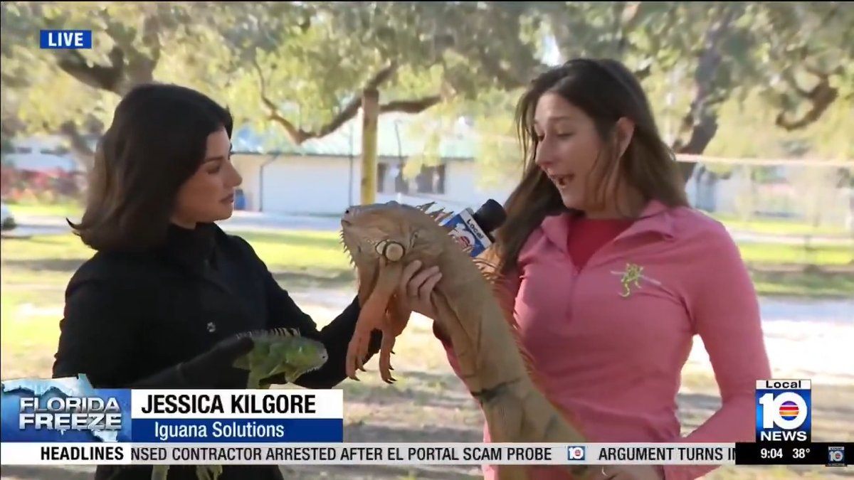 Florida folks - free food is falling out of the trees 🦎 Iguana cheeks are really good; the feet are decent. The rest I'd give to your dogs. Also, as if anyone needed another excuse for a suppressed 22LR - here's another 🦅 #Florida #cold #iguana #food #snacks #cheeks