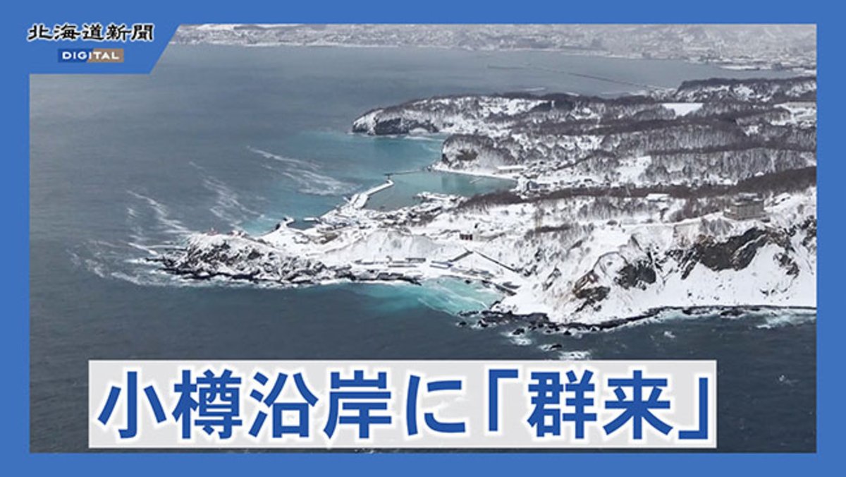 小樽の海岸にニシンの群れ 産卵のため押し寄せて海が白く染まる「群来」が確認されました 記事👉