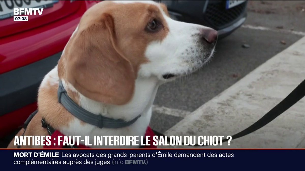 💬 "Des animaux exhibés comme des vulgaires jouets" ➡️ Une association demande l'interdiction du salon du chiot d'Antibes