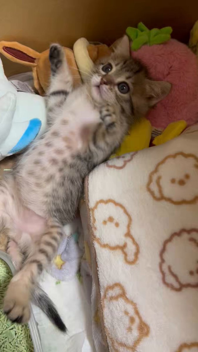 毎日かわいい どんなときもかわいい 動物だからこそなんだよなあ🧡🥹