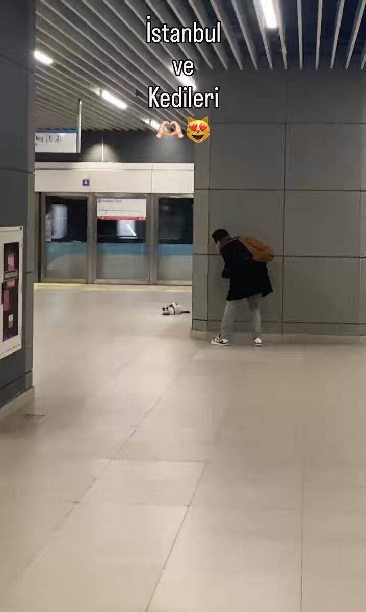 Cat of Istanbul 🥰🥰
