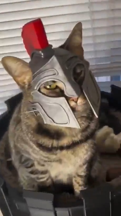 In case y'all ever get tired of 3D printing suppressors and FRTs, here's some additional ideas for you 😹 #cats