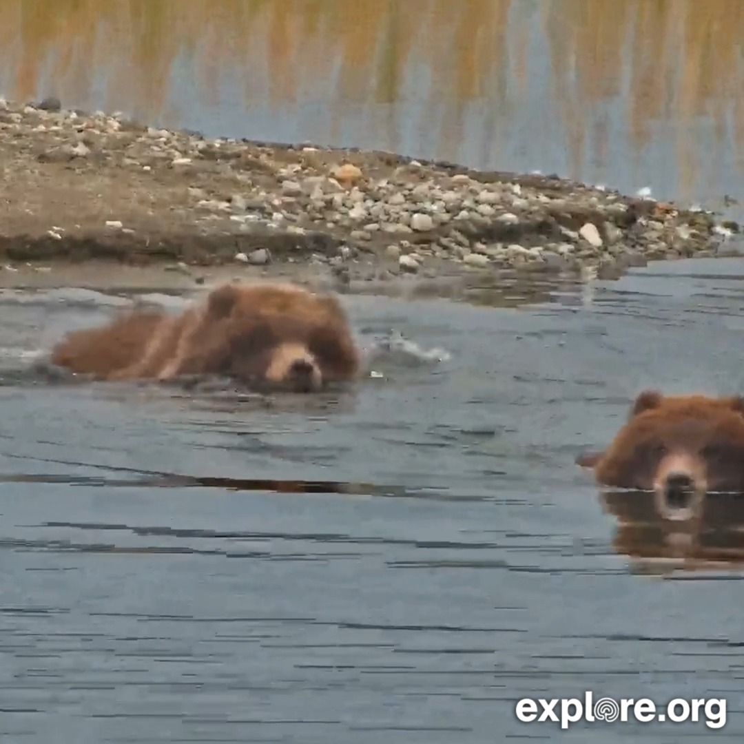 This video gets cuter every time you rewatch it. Agree or disagree?