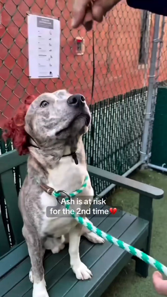 #MondayMarvels Ash😩 Kill Listed, again I don't know if we can save him & that tears me up💔 Ash has been in & out of ACC A faithless owner😡 Watch his video Know that there are #Volunteers & staff that adore him Never safe or given time to feel secure Why kill him? Kennel stress Bounces off the transfer door & digs at the floor Humps from boredom, insecurity & not enough exercise & interaction Why save him? Social, playful, loving A great training coach for walking/running Give him a stuffy to carry Because all beings deserve to live! We need a #UnicornFoster w/ experience & patience Give him a routine, structure balanced w/ exercise & training Are you out there? DM Cathy Policky