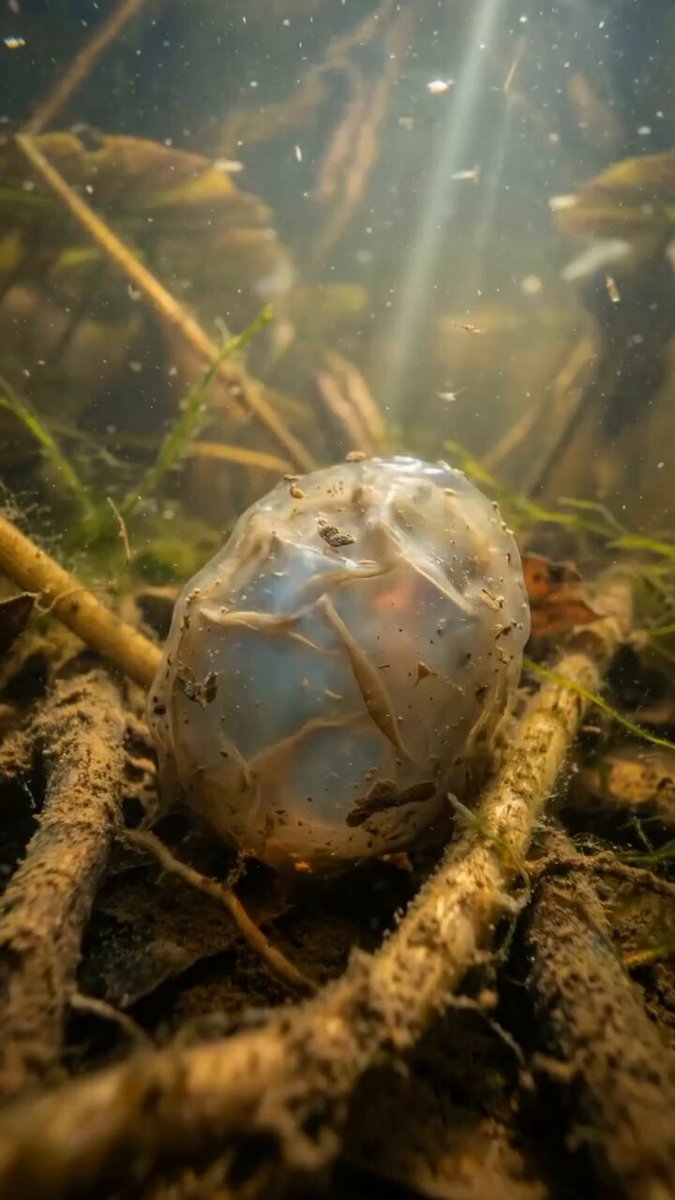 Pokémon National Geographic - Toxicroak 🐸