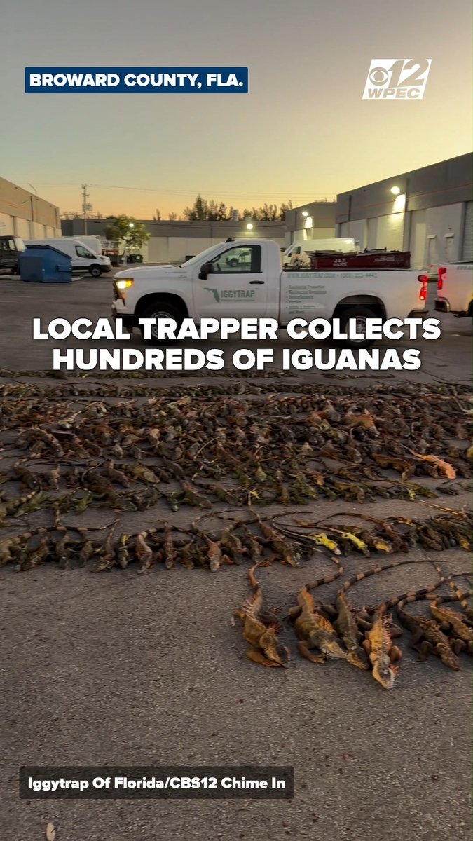 South Florida company collects over 1,000 frozen iguanas.