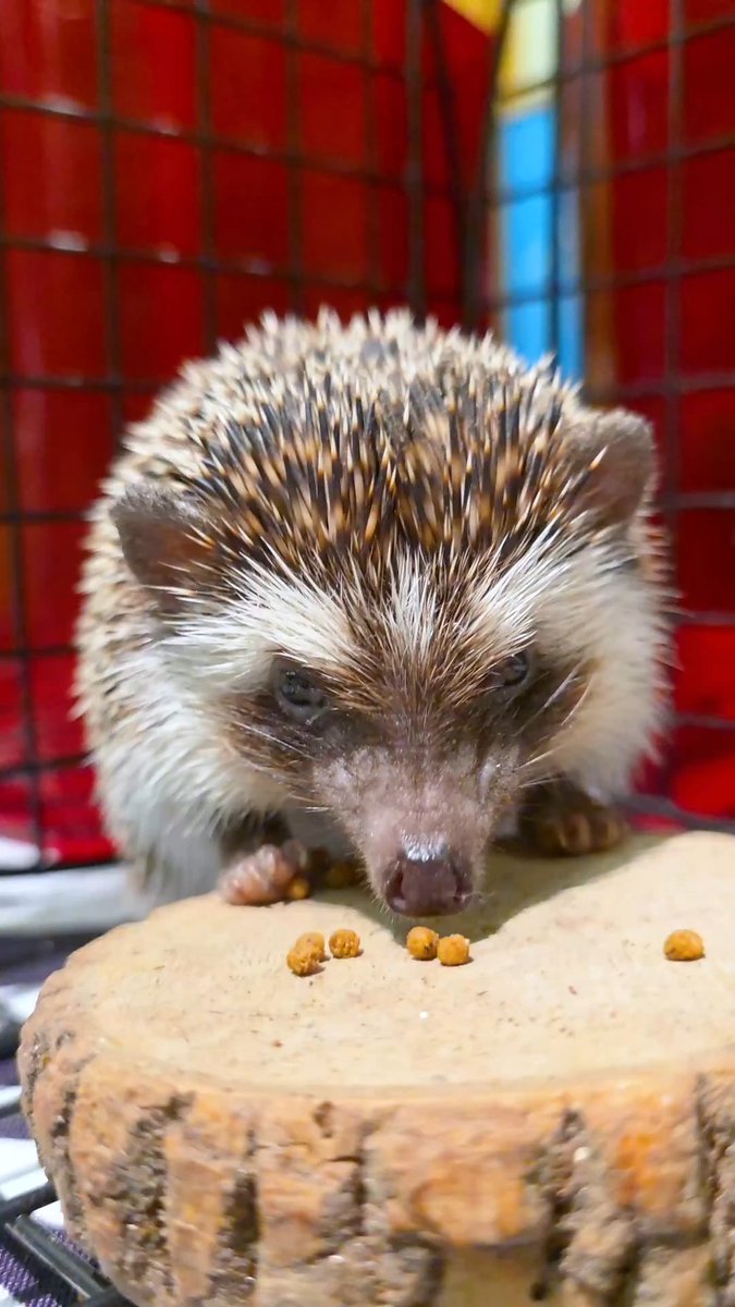 We see your Punxsutawney Phil and raise you one Dean the Hedgehog 🦔 Before Groundhog Day became a tradition in the U.S., European folklore used hedgehogs to predict the weather in the same manner. Unlike Phil, Dean’s predicting an early spring! 🌷