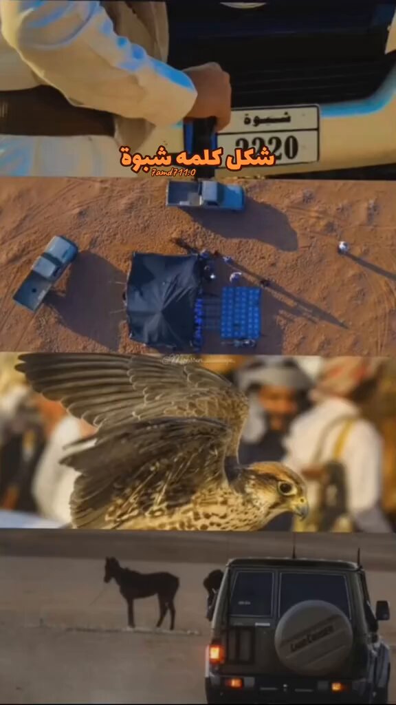 محافظة شبوة || 🇾🇪 شدت خيول العوالق ليتني عولقـي من عولق البحر لا تشرب ولا ترتعي قِيل أن المطلع الصحيح للقصيدة: شدت جمال العوالق ليتني عـولقـي من عولق البحر لا تشرب ولا تستقي — تعتبر شبوة من محافظات الجنوب، وكانت عاصمة مملكة حضرموت في العصور القديمة، تميزت عن غيرها بالتنوّع الجغرافي اللي جمع بين الساحل والجبال والوديان والصحراء، في نمط بيئي قريب من تنوّع منطقة مكة المكرمة في السعودية، لذلك لما تتابع فيديوهات عنها تلاحظ تعدّد البيئات وكأنها أماكن مختلفة، رغم أنها ضمن محافظة واحدة هذا التنوّع جمع بين الثقافة البدوية القبلية والثقافة الريفية الزراعية والثقافة الساحلية الحضرية، ويعتبر الطابع البدوي القبلي الأوسع حضور والأكثر تأثير في شبوة، بحكم اتساع البادية ودور القبيلة وطبيعة الجغرافيا الصحراوية، ثم تأتي الثقافة الريفية الزراعية في الجبال والأودية، وأخيراً الثقافة الساحلية الحضرية الممتدة على الشريط البحري لـ بحر العرب بالمناسبة، غالب عادات وتقاليد أهل محافظة شبوة في جوهرها بدوية، ومتطابقة مع عادات بادية جنوب السعودية؛ لأن العروبة واحدة والامتداد القبلي والجغرافي واحد، وما يظهر من فروق إنما هو تفاصيل محلية لا تمسّ الأصل الثقافي العربي المشترك