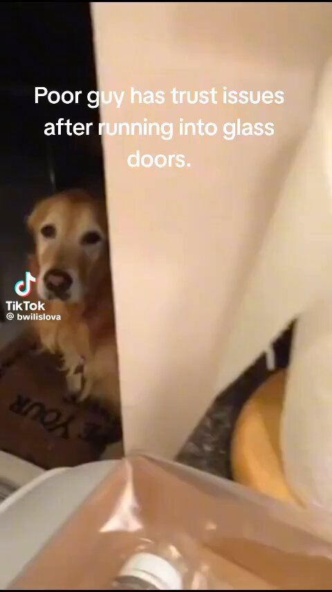 He's a good boy and also learns from his mistakes better than most of the human population.