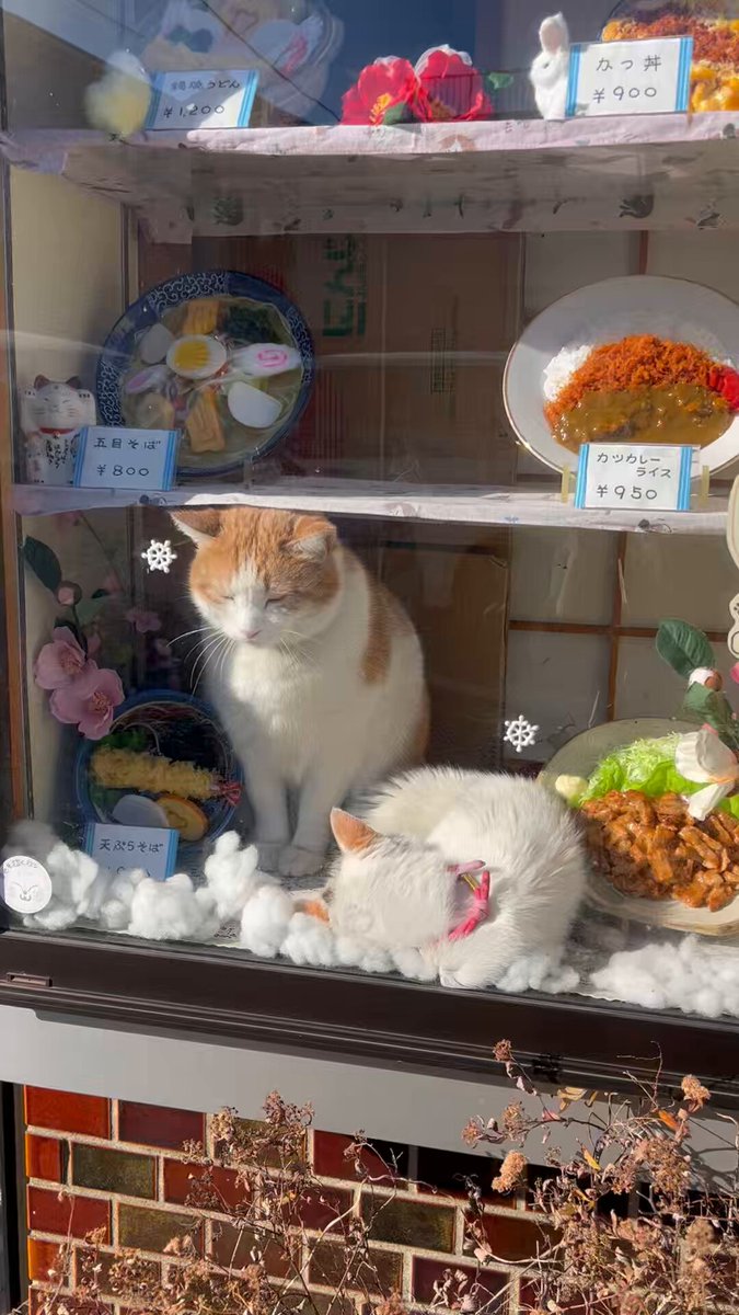 ペタ君コンちゃんおはようございます。昨日はテレビの撮影でお疲れ様でした。今日も頑張ります。