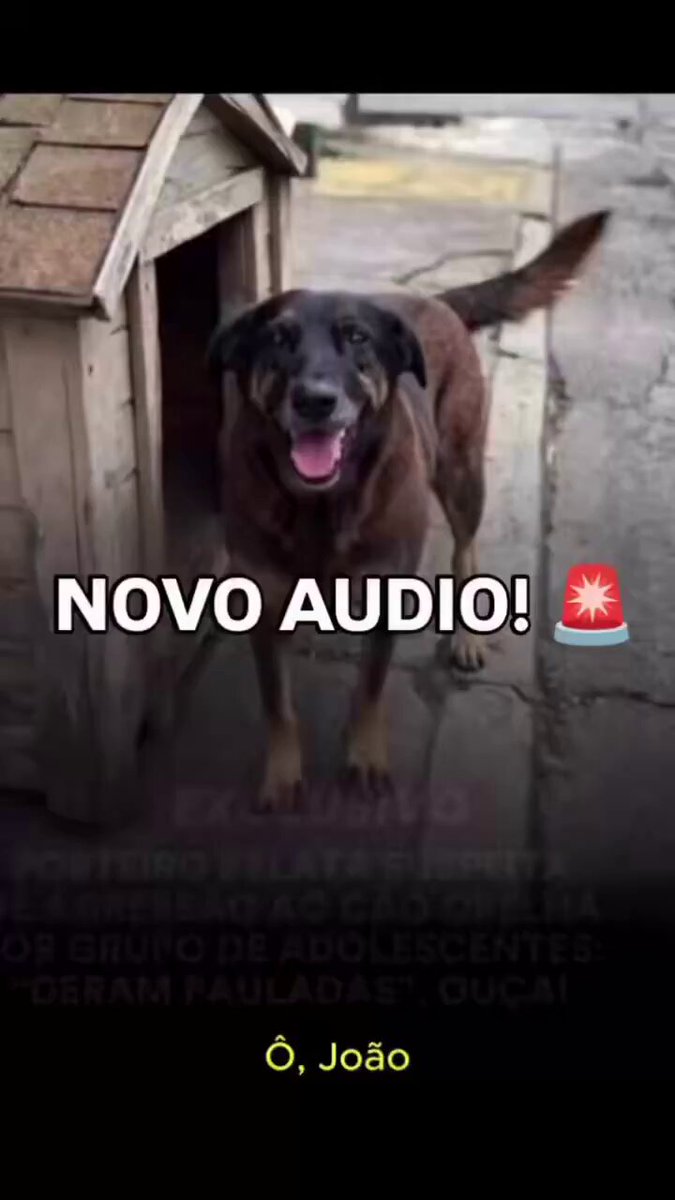 Novo áudio do porteiro Um áudio obtido pelo portal Leo Dias traz o depoimento de um porteiro que afirma saber exatamente como ocorreu a agressão que resultou na morte do cachorro comunitário mais querido da Praia Brava. Segundo a testemunha, o ataque aconteceu na mesma noite em que ele teve um desentendimento com o grupo que agora é alvo das investigações.