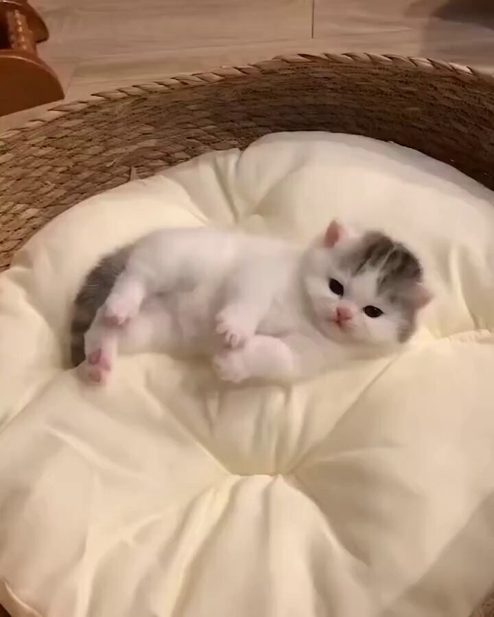 Love this cute and so true adorable cat