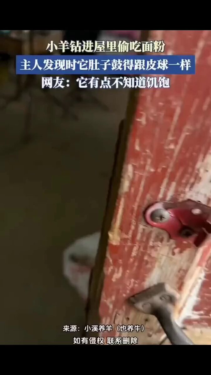 我纯好奇，羊是不是不知道饥饱？这样吃会不会撑死？
