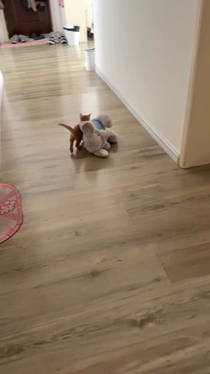 He loves his new elephant toy 🥰