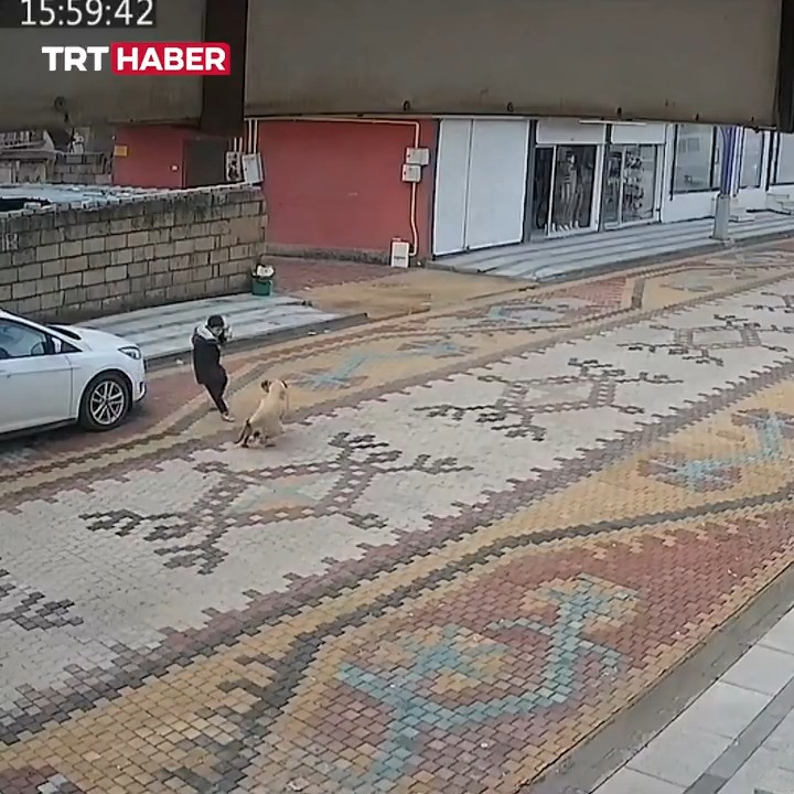 Mardin'de başıboş köpeklerin kovaladığı çocuğu esnaf kurtardı.