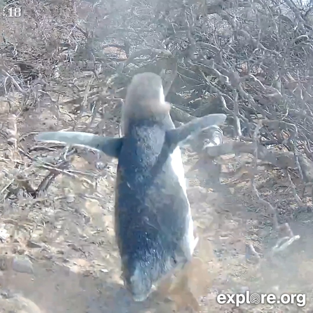 This Magellanic penguin chick on our live cam got the zoomies 🐧