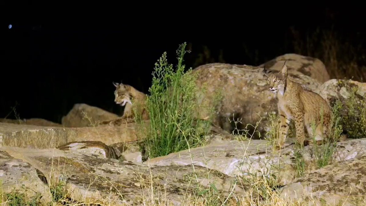 Three Iberian lynxes hunting rabbits in the Sierra de Andújar, Jaén.