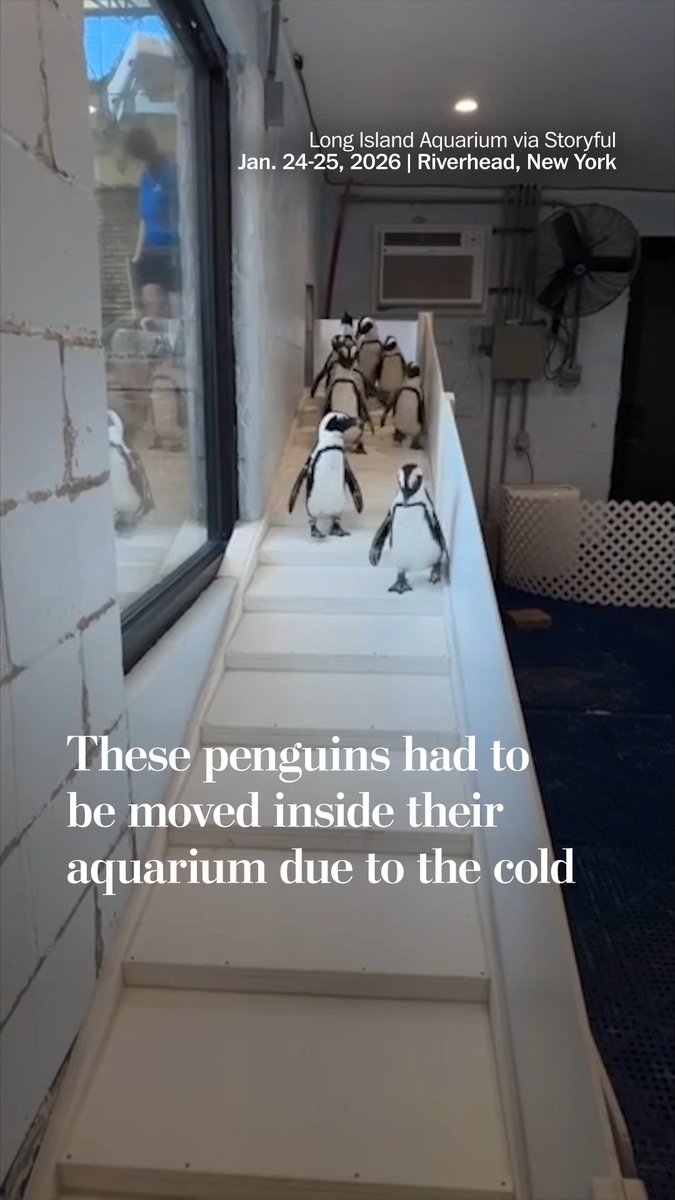 The Long Island Aquarium brought 20 African black-footed penguins inside for warmth after extreme cold hit the area. “Where they’re from they don’t see temperatures like this. Low 40s is probably as low as it’s going to get there,” Maggie Seiler, an assistant curator of penguins and reptiles at the aquarium, told media.