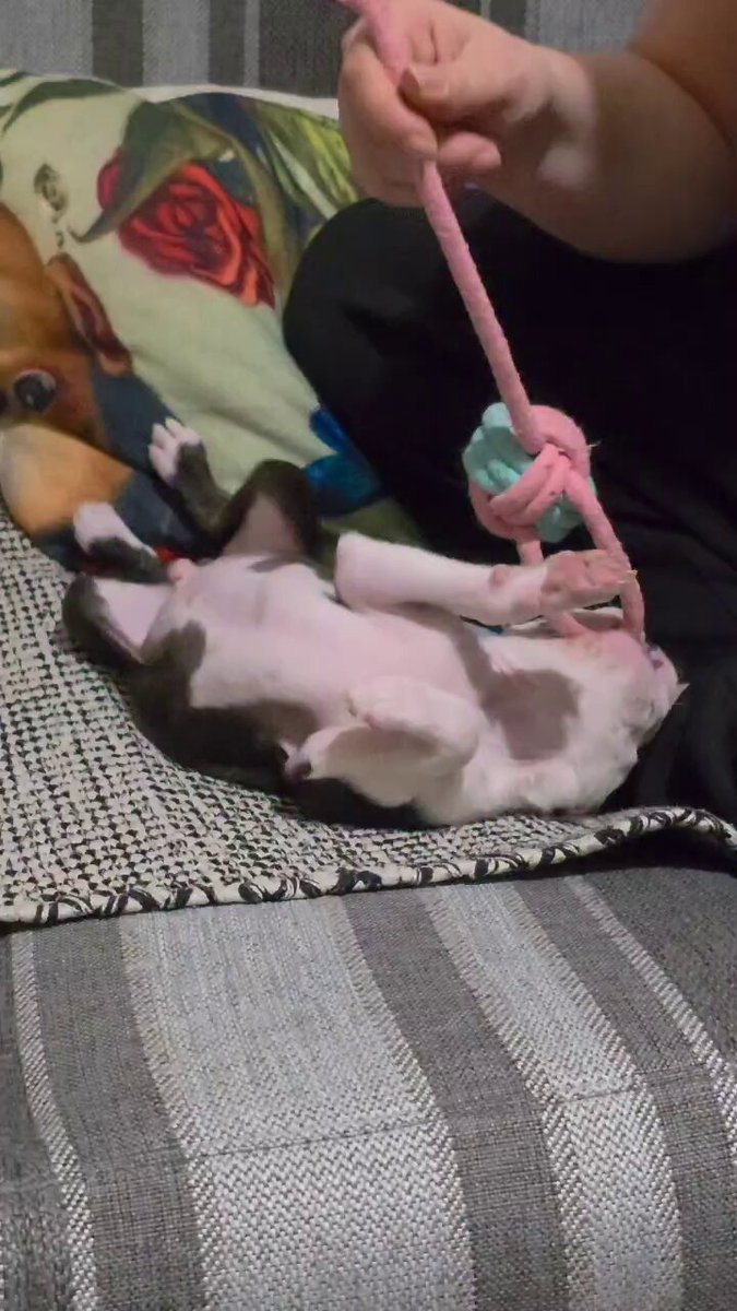 Psu ne trebaju dobra kola, velika kuća ili markirana odeća. Jedan štap ce biti dovoljan. Psa ne zanima da li ste bogati ili siromašni, zanimljivi ili dosadni, pametni ili glupi. Dajte mu srce i on ce vama dati svoje ♥