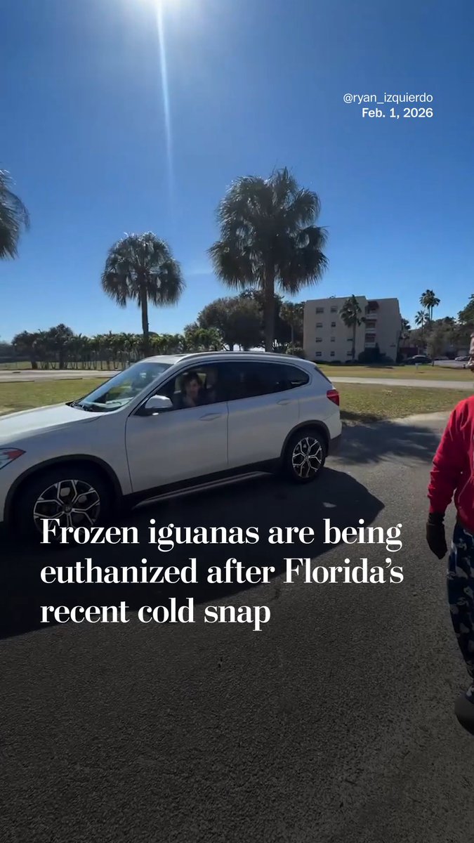 After a cold snap, Floridians are collecting iguanas by the hundreds to send to Florida Fish and Wildlife Conservation Commission to be humanely euthanized. The iguanas, which are an invasive species in Florida, fell from trees overnight as the temperature dropped below freezing.